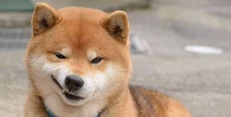 自己家狗子睡觉睡觉打呼噜?实际上它也不想那样 自己家狗子睡觉睡觉打呼噜?实际上它也不想那样