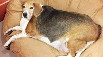 自己家狗子睡觉睡觉打呼噜?实际上它也不想那样 自己家狗子睡觉睡觉打呼噜?实际上它也不想那样