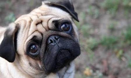 自己家狗子睡觉睡觉打呼噜?实际上它也不想那样 自己家狗子睡觉睡觉打呼噜?实际上它也不想那样