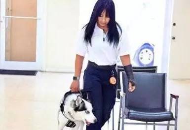 为什么说哈士奇不可以当警犬?这只二哈就完成了练习,取得成功当上警犬 为什么说哈士奇不可以当警犬?这只二哈就完成了练习,取得成功当