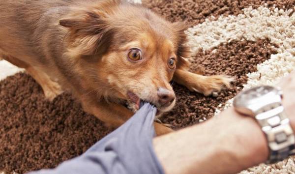 ��ҹ������軵�ļ������֣���ʺ�ٷ�������