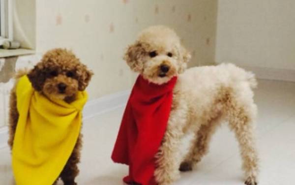 狗狗来月经怎么办 狗狗来月经怎么办