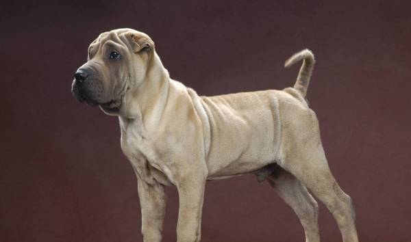 ��ҹ������軵�ļ������֣���ʺ�ٷ�������