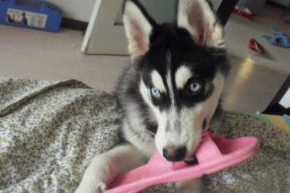 �����⼸�������Ϊ�����ۣ���Ҫ��������үô��