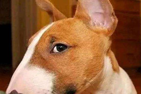 �����⼸�������Ϊ�����ۣ���Ҫ��������үô��