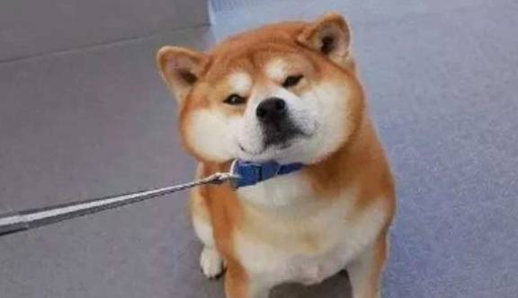 �����⼸�������Ϊ�����ۣ���Ҫ��������үô��