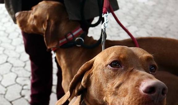 ����ָ���ϲ����ö���÷���ǿ���Ƽ�