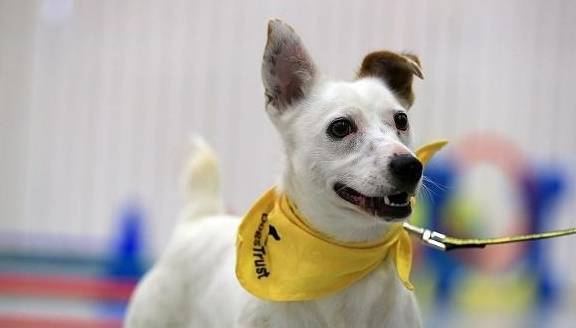 ����ָ���ϲ����ö���÷���ǿ���Ƽ�