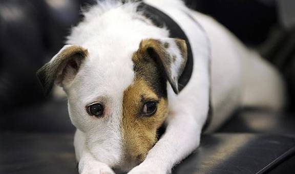 ����ָ���ϲ����ö���÷���ǿ���Ƽ�