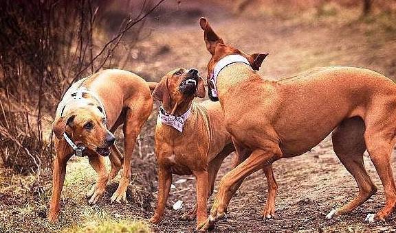 ����ʵ�Ĺ�������һЩ����Ҳ�ǲ��ɸ��ĵģ���ǰ�����˽�һ��