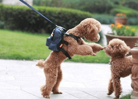 ��ҧ����ͬ������Ե�ɵģ��ù������е�7�ָ�����Ϊ������������