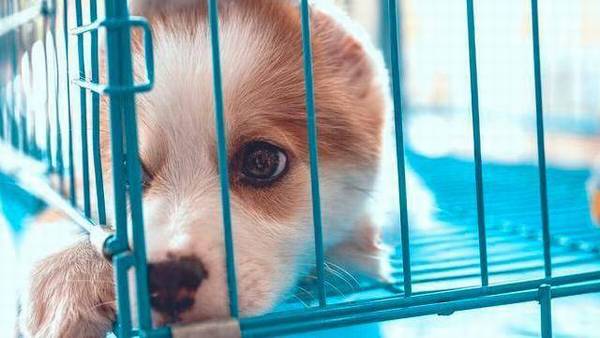 ��ҧ����ͬ������Ե�ɵģ��ù������е�7�ָ�����Ϊ������������