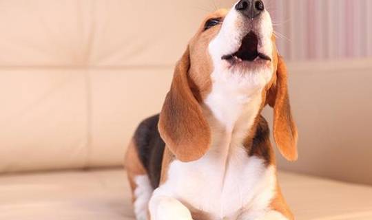 ����Ҫ��ʲô�Ͷ����˴󺰣������Բ��ԣ��������ˣ�Ҫ��