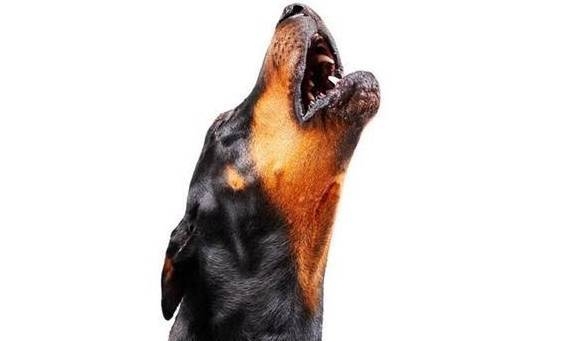 ����Ҫ��ʲô�Ͷ����˴󺰣������Բ��ԣ��������ˣ�Ҫ��