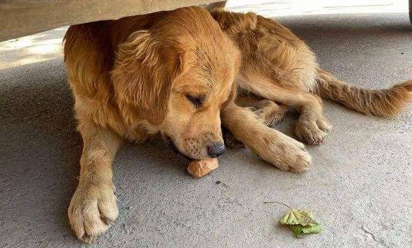 如何训练狗狗不要吃来路不明的食材?看了你就知道了 如何训练狗狗不要吃来路不明的食材?看了你就知道了