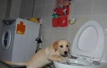 想练习狗狗在室内上厕所?这几招你务必学好!最管用! 想练习狗狗在室内上厕所?这几招你务必学好!最管用!