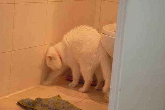 想练习狗狗在室内上厕所?这几招你务必学好!最管用! 想练习狗狗在室内上厕所?这几招你务必学好!最管用!