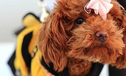 泰迪训练的4个常见问题! 泰迪训练的4个常见问题!