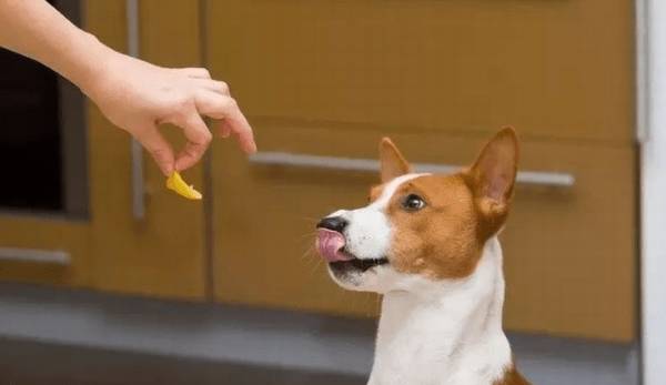 狗狗难以训练,看见就来气?这这几个常用招式包你会治它服服贴贴 狗狗难以训练,看见就来气?这这几个常用招式包你会治它服服贴贴