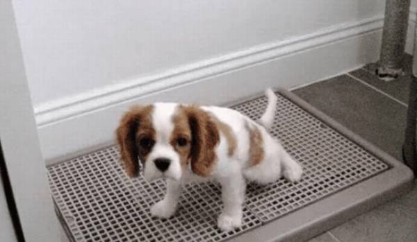 ����������ָ���ص��������ô��?