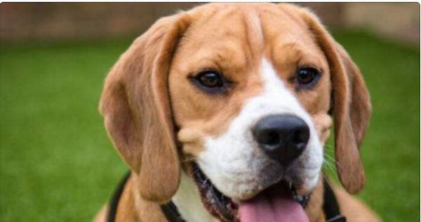 ��ɫ��Ȯ��ôѵ���Ź���