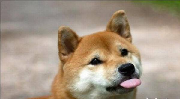 �����µ�С��Ȯ���ѵ��