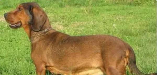 �ͷ�����ɽ��Ȯѵ������