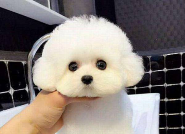 ��ë����Ȯ������ν̣�