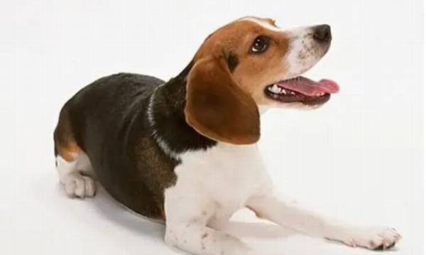 �ȸ�Ȯ���ǽ���ô�찡����θĽ���