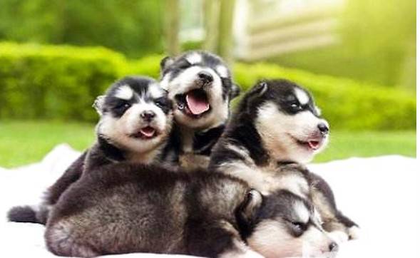 ����˹��Ȯ���䰮ҧ��������������