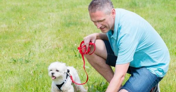 养狗知识:狗狗一天要拉几次粑粑 养狗知识:狗狗一天要拉几次粑粑