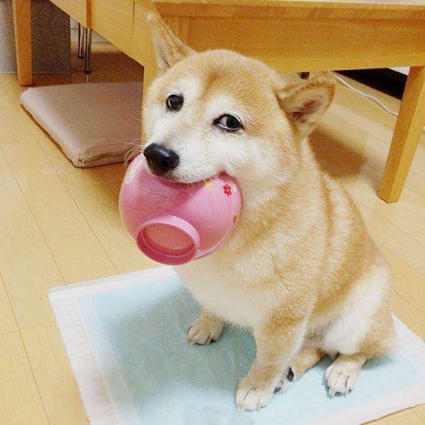 狗狗吃饭太快,非常容易出难题,六个方式 让它变得慢一点 狗狗吃饭太快,非常容易出难题,六个方式 让它变得慢一点