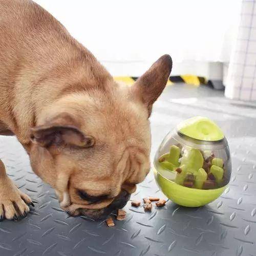 狗狗吃饭太快,非常容易出难题,六个方式 让它变得慢一点 狗狗吃饭太快,非常容易出难题,六个方式 让它变得慢一点