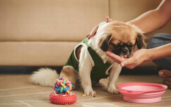 狗狗吃饭太快,非常容易出难题,六个方式 让它变得慢一点 狗狗吃饭太快,非常容易出难题,六个方式 让它变得慢一点