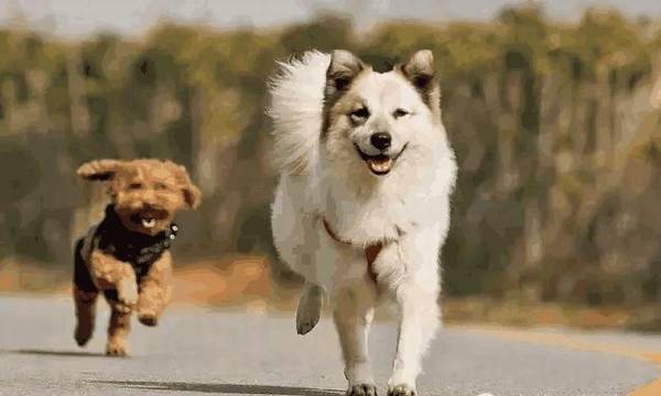 狗狗能够吃水果吗?喂狗狗水果时有什么常见问题 狗狗能够吃水果吗?喂狗狗水果时有什么常见问题