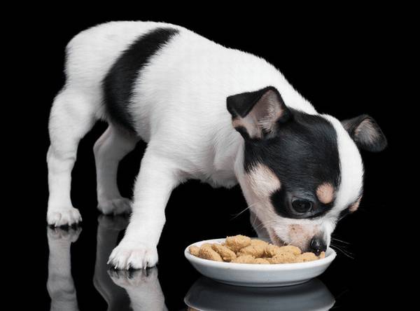 怎样挑选好狗粮?4大层面要留意! 怎样挑选好狗粮?4大层面要留意!