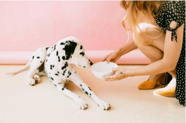 如何顺利的给小狗换犬粮? 如何顺利的给小狗换犬粮?