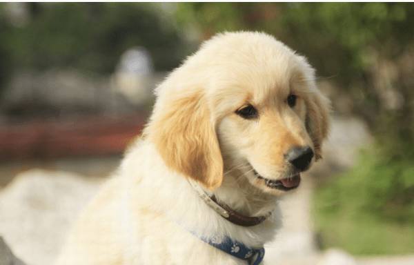 幼犬狗粮何时可以吃 幼犬狗粮何时可以吃