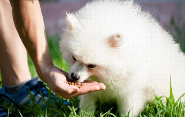 幼犬狗粮何时可以吃 幼犬狗粮何时可以吃