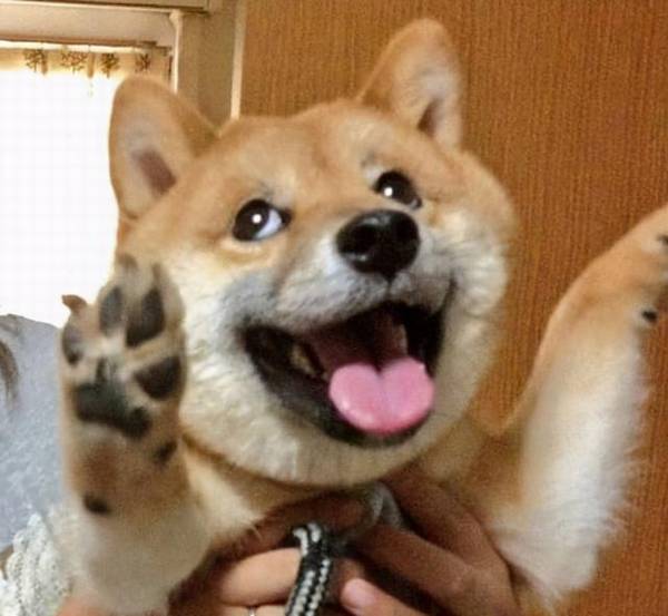 公认“巨难遛”的6种狗,带出来 就带不回来了 公认“巨难遛”的6种狗,带出来 就带不回来了