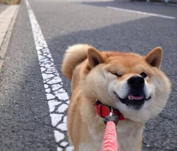 公认“巨难遛”的6种狗,带出来 就带不回来了 公认“巨难遛”的6种狗,带出来 就带不回来了