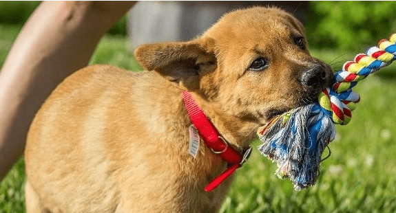 有牵引绳的狗狗性子反倒更狂躁,关键缘故就是你牵绳方法不对 有牵引绳的狗狗性子反倒更狂躁,关键缘故就是你牵绳方法不对