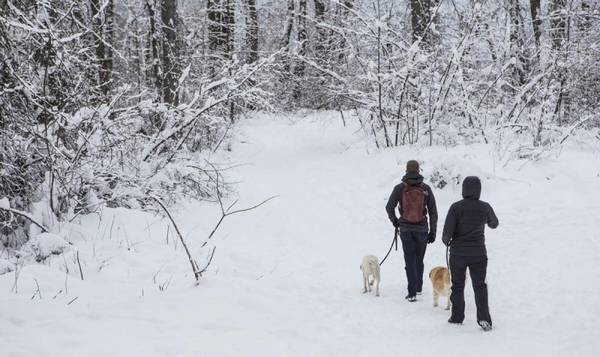 冬季最好遛狗時间是什么时候?必须注意什么? 冬季最好遛狗時间是什么时候?必须注意什么?