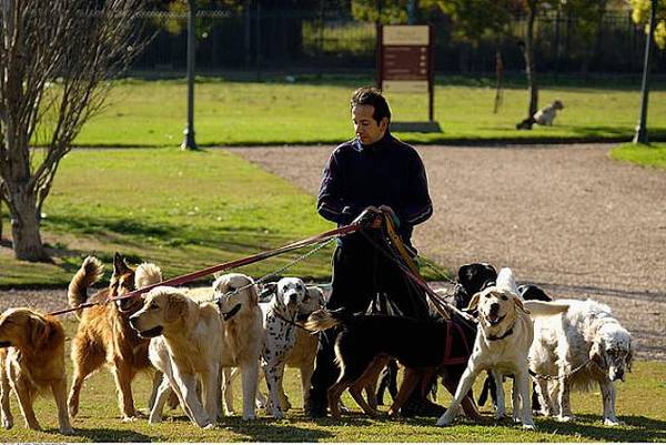 这样遛狗“不可以”,对狗狗的身心健康有威协! 这样遛狗“不可以”,对狗狗的身心健康有威协!