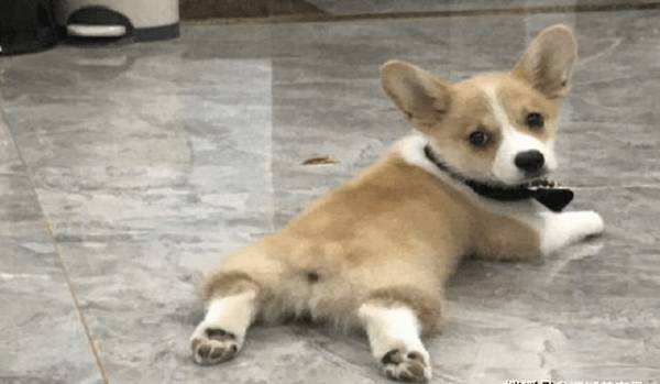 遛狗道路上,小狗不断回头看主人,是什么意思 遛狗道路上,小狗不断回头看主人,是什么意思