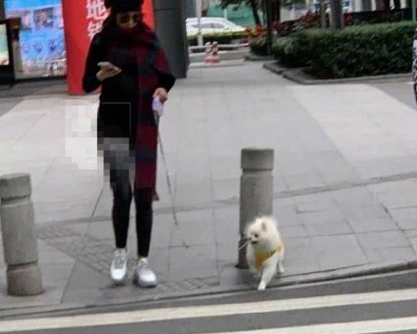 这样遛狗“不可以”,对狗狗的身心健康有威协! 这样遛狗“不可以”,对狗狗的身心健康有威协!