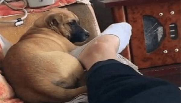 遛狗道路上,小狗不断回头看主人,是什么意思 遛狗道路上,小狗不断回头看主人,是什么意思