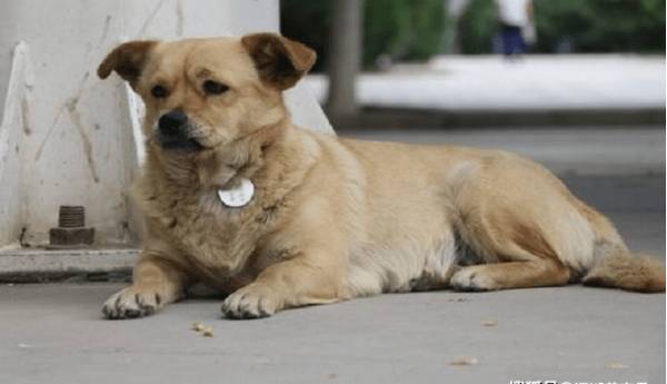 遛狗道路上,小狗不断回头看主人,是什么意思 遛狗道路上,小狗不断回头看主人,是什么意思
