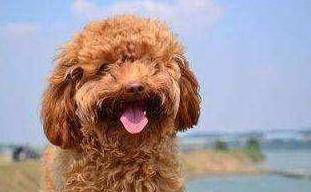 泰迪犬运动量并不大,也不能用这几个方法遛狗,损害非常大 泰迪犬运动量并不大,也不能用这几个方法遛狗,损害非常大