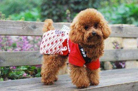 泰迪犬运动量并不大,也不能用这几个方法遛狗,损害非常大 泰迪犬运动量并不大,也不能用这几个方法遛狗,损害非常大